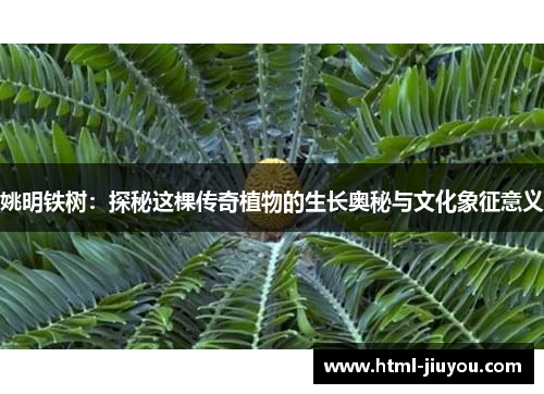 姚明铁树:探秘这棵传奇植物的生长奥秘与文化象征意义 姚明铁树:探秘这棵传奇植物的生长奥秘与文化象征意义